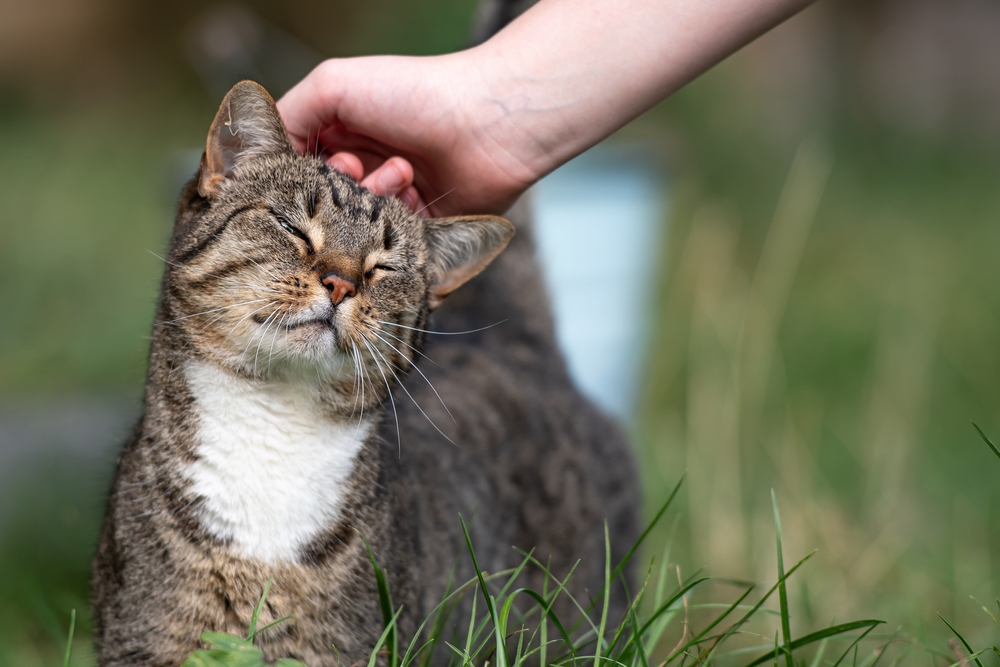 A gray and white tabby cat is being petted on the head in a grassy area. The cat has its eyes closed and appears to be enjoying the attention. A human hand is gently scratching behind its ears.