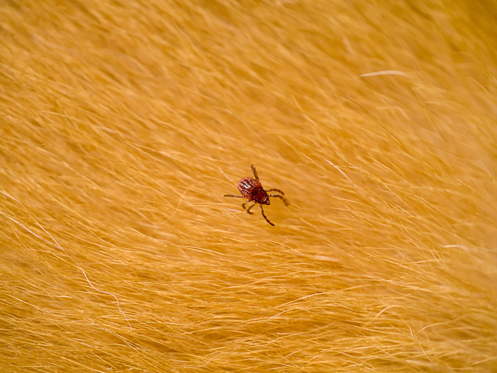 A close-up of a small brown tick on the golden fur of an animal. The tick stands out against the soft, wavy texture of the fur.