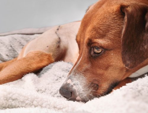 Is Your Beloved Pet Slowing Down? Discover Why and How to Help!