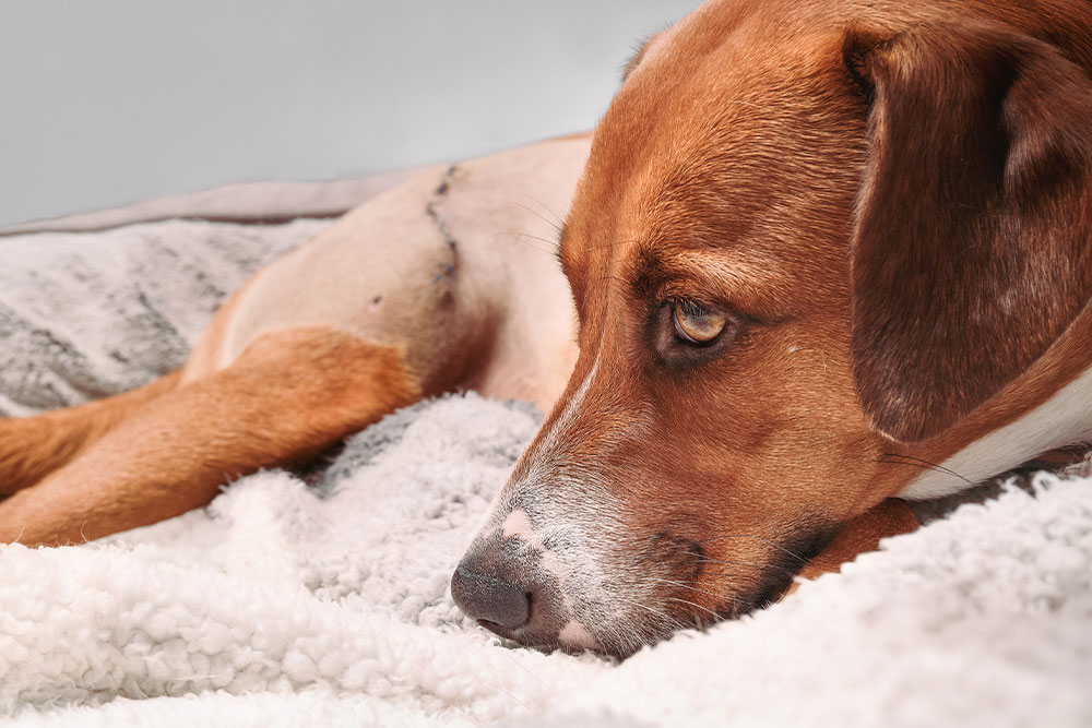 A brown and white dog with a shaved patch and stitches on its side lies on a fluffy, white and gray blanket. The dog appears relaxed with its head resting on the blanket, looking off to the side.