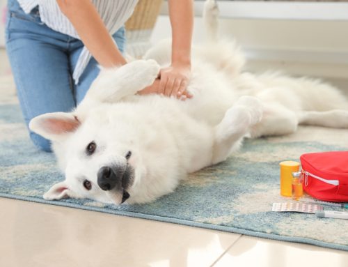 Understanding When Your Pet Needs Emergency Care: A Guide for Loving Owners