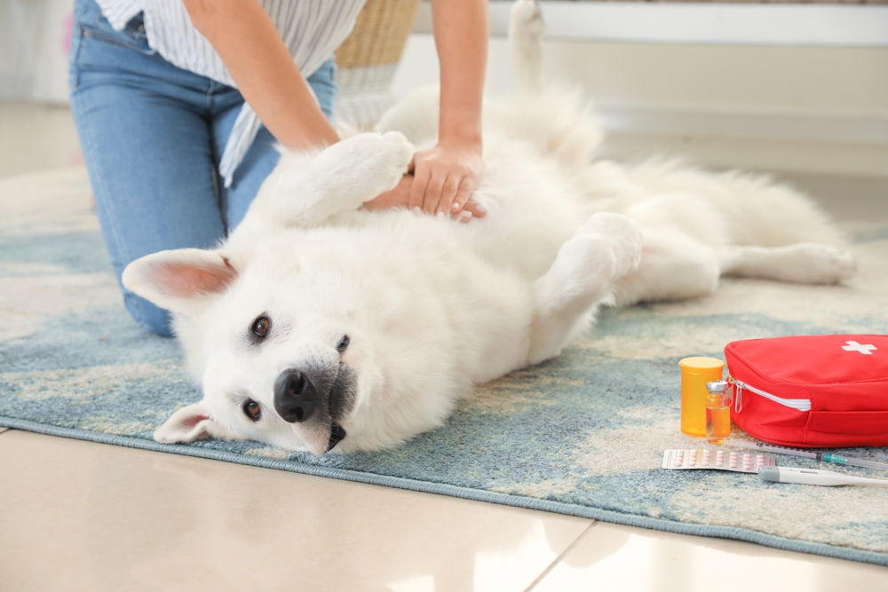 Person giving first aid to a large, fluffy white dog lying on its back on a blue rug. The scene includes a red first aid kit and medication nearby. The dog's eyes are open, and it appears calm.