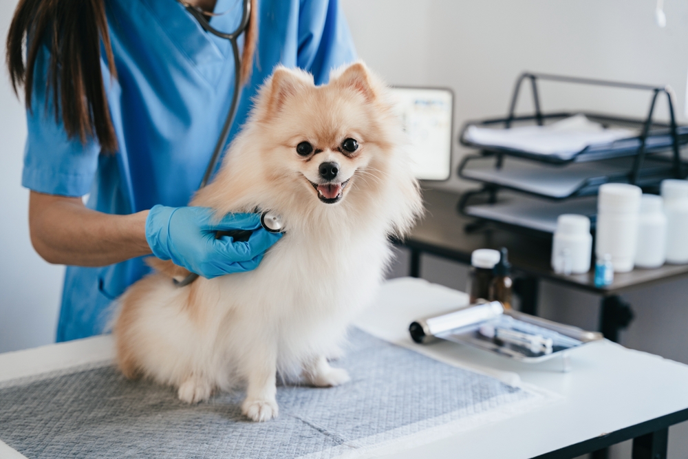 A small, fluffy dog sits on an exam table while a veterinarian in blue scrubs uses a stethoscope to check its heart. The setting appears to be a veterinary clinic with medical supplies in the background.