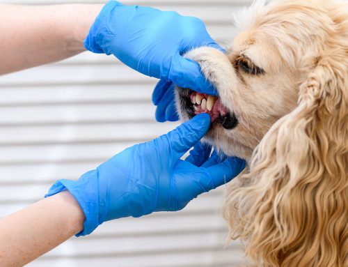 The Truth About Pet Dental Cleanings: Safe, Essential, and Easier Than You Think