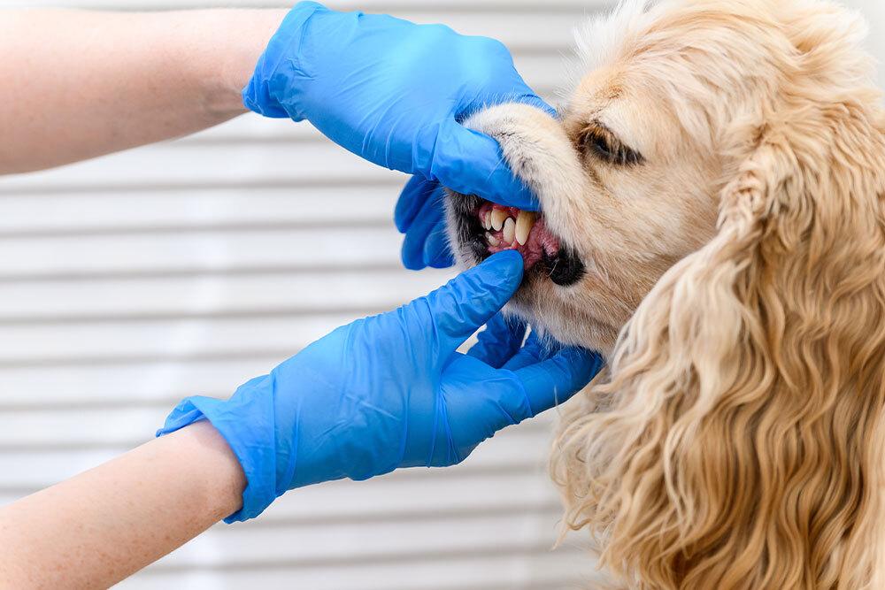 A veterinarian wearing blue gloves examines the teeth of a cocker spaniel. The dog's mouth is gently held open to check dental health. The background features a blurred, light-colored surface.