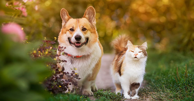 A fluffy orange and white corgi dog stands next to a cream and brown cat on a garden path. The background is lush with greenery and pink flowers, and both animals appear content under the warm sunlight.