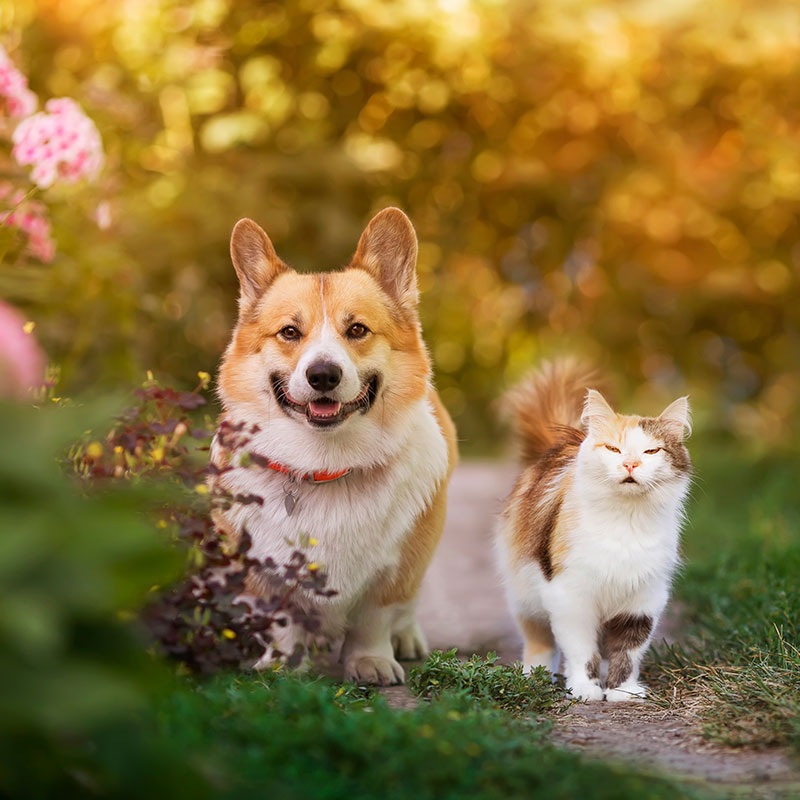 A smiling Corgi and a fluffy cat walk together on a garden path. The background is filled with vibrant, blooming flowers and lush greenery, creating a warm, serene atmosphere.