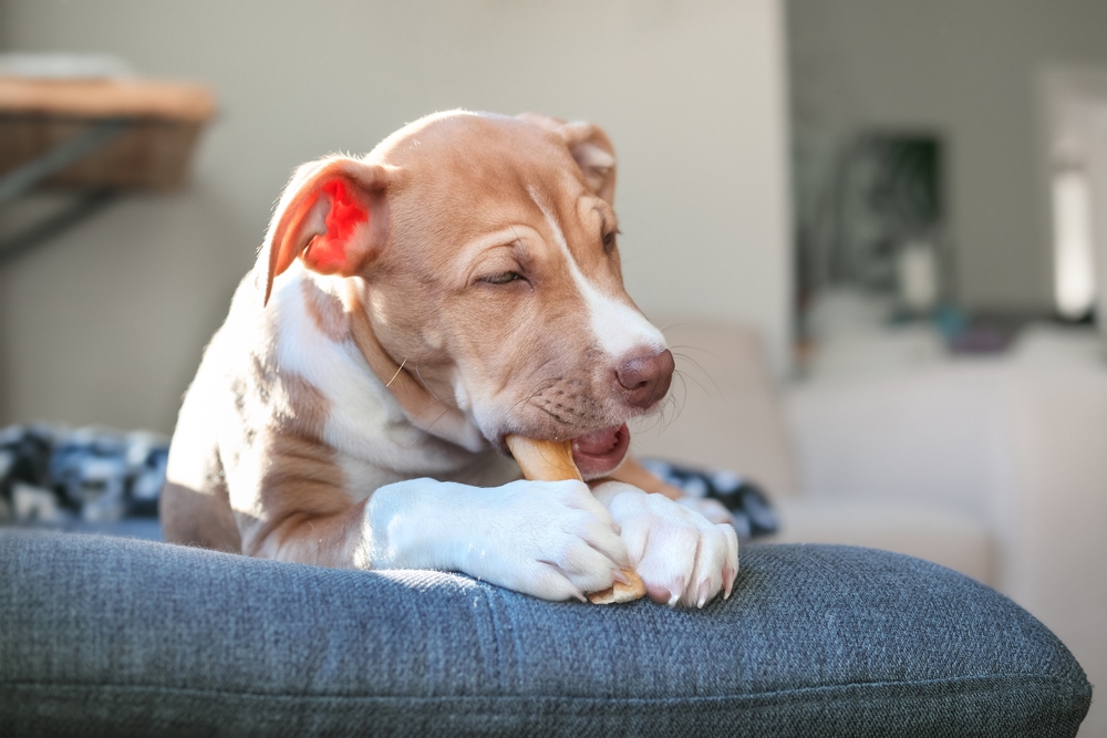 A light brown puppy with white markings is lying on a gray couch, chewing on a bone. The room is softly lit, and the background shows a blurred interior with a beige sofa and a wooden table. The puppy looks content and relaxed.