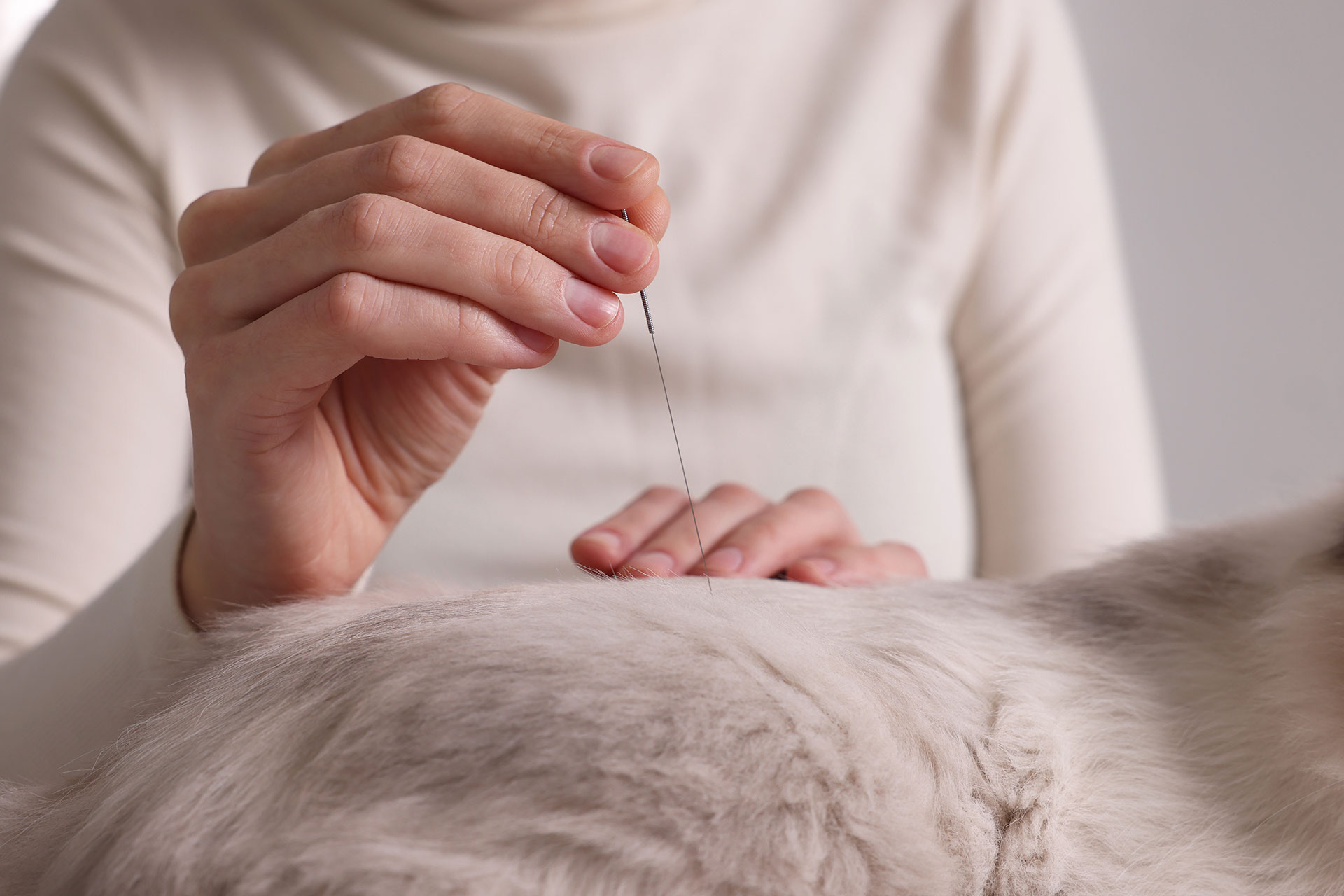 A person in a white long-sleeve shirt performs acupuncture on a pet with light fur. Their hands hold a thin needle, inserting it gently into the animal's back. The focus is on the hands and the needle.