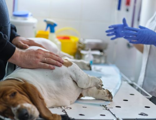From Diagnosis to Recovery: A Vet’s Insight on Pet Surgery