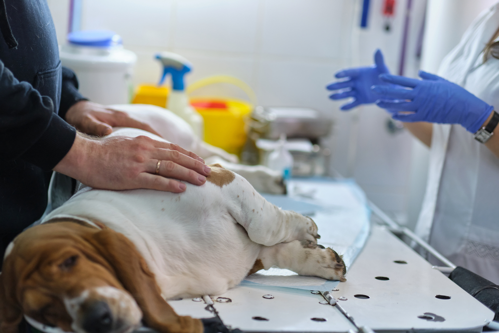 A veterinarian wearing blue gloves talks to a person comforting a basset hound lying on an examination table in a veterinary clinic. The dog appears calm, while medical supplies are visible in the background.