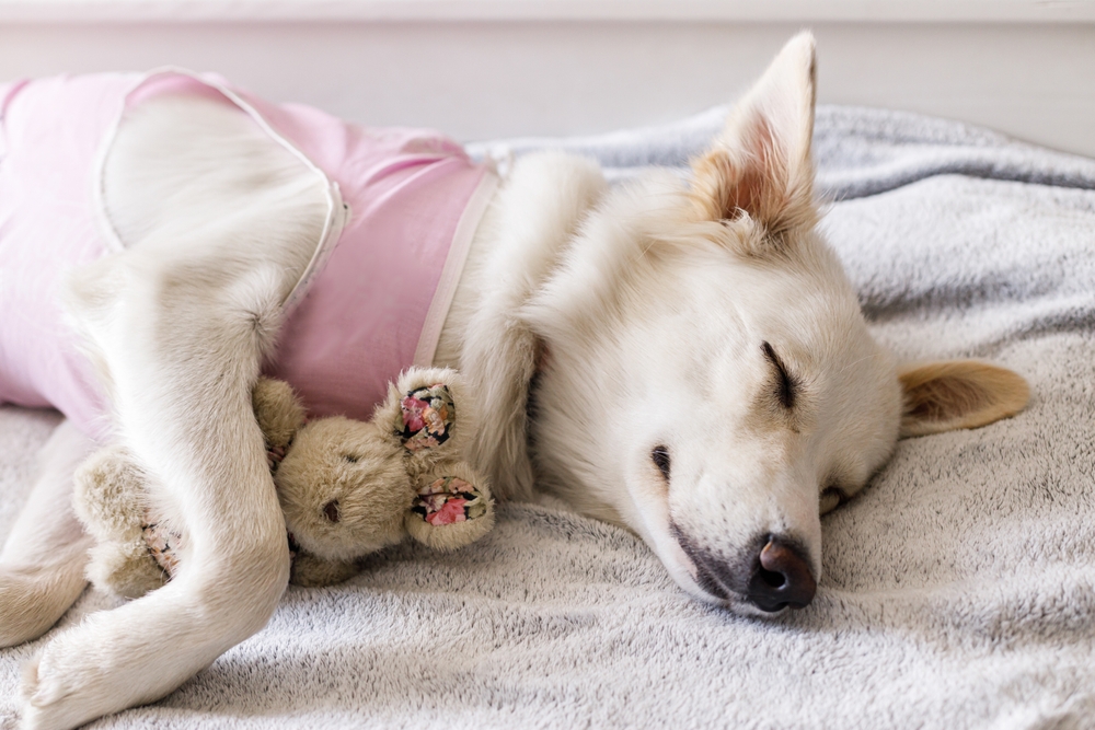 A white dog wearing a pink shirt is sleeping peacefully on a bed, cuddling a small stuffed animal bear.