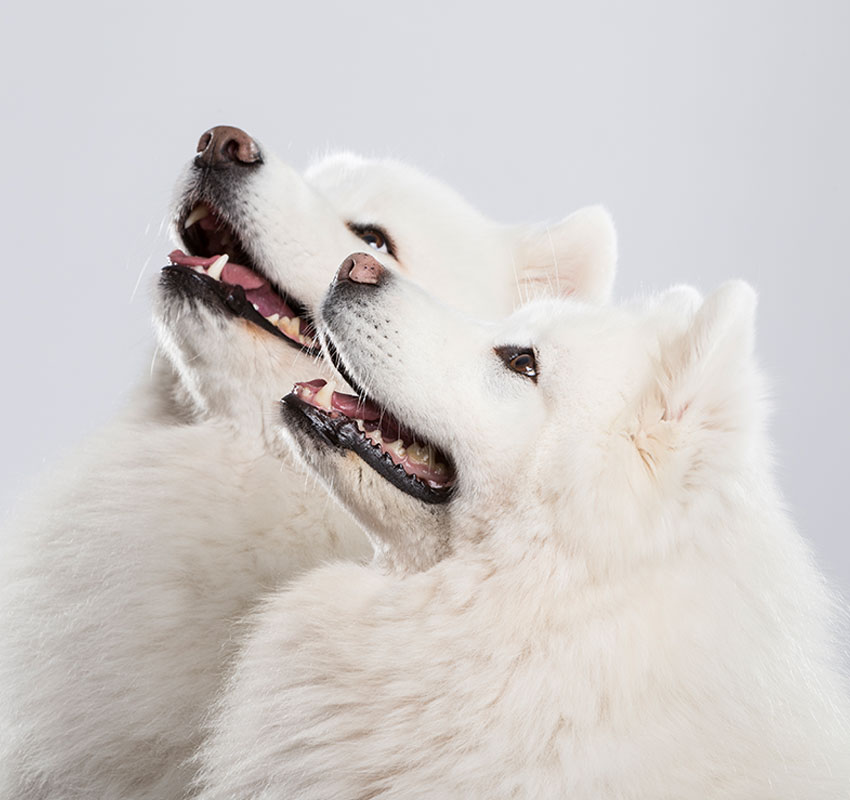 Two fluffy white Samoyed dogs sitting close together, looking upwards with their mouths open, showing their teeth and tongues, against a plain light background.