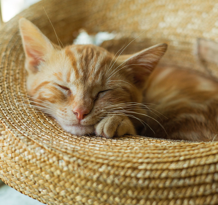 A light orange tabby kitten is sleeping peacefully in a woven straw basket, with its head resting on its paw and eyes closed.