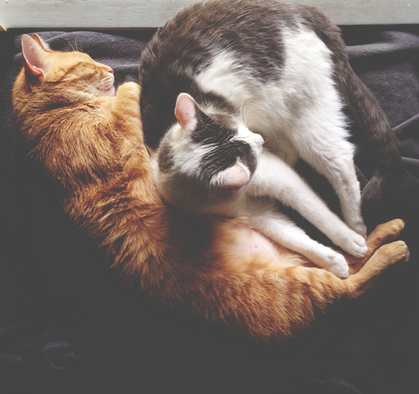 Two cats, one orange and one white with gray spots, are lying close together on a dark blanket, curled up to form a heart shape with their bodies.