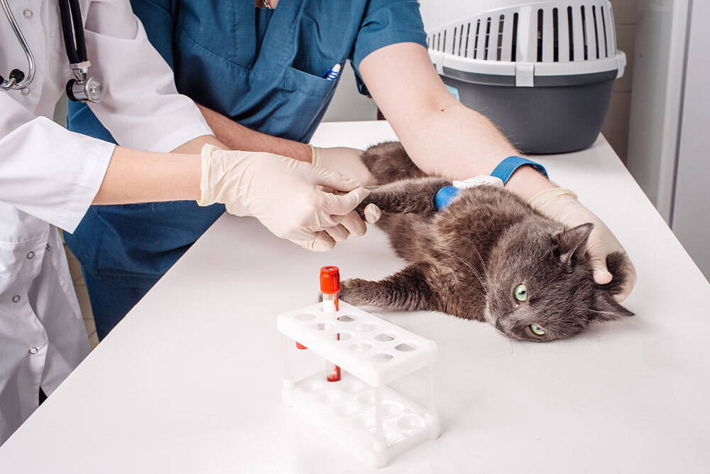 A gray cat lies on a veterinary exam table while two vets, wearing gloves, draw blood from its front leg. A test tube rack and pet carrier are also visible on the table.
