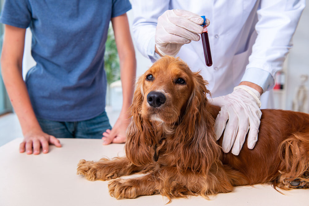 A veterinarian wearing gloves holds a blood sample in a test tube next to a brown dog lying on an exam table, with a person standing nearby.