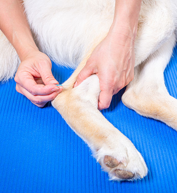 A person administers an injection under the skin of a dog's front leg while the dog lies on a blue mat.