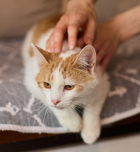 A white and orange cat lies on a gray patterned blanket while a person's hands gently pet its back. The cat looks relaxed and calm.