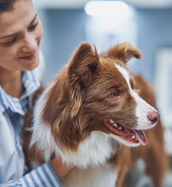 A smiling woman gently holds a happy brown and white dog, possibly at a veterinary clinic or animal care facility.