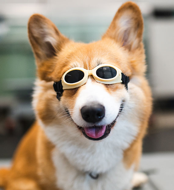 A happy corgi dog wearing beige goggles sits indoors, looking at the camera with its mouth open and tongue slightly out.