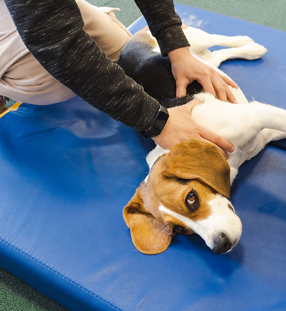 A beagle lies on its side on a blue mat while a person gently massages or examines the dog's back with both hands.