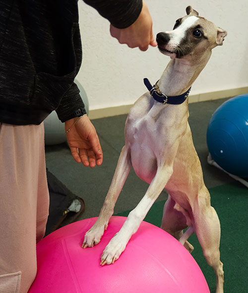 A slender dog with a blue collar stands on its hind legs with its front paws on a pink exercise ball, looking up at a person who is offering it a treat.