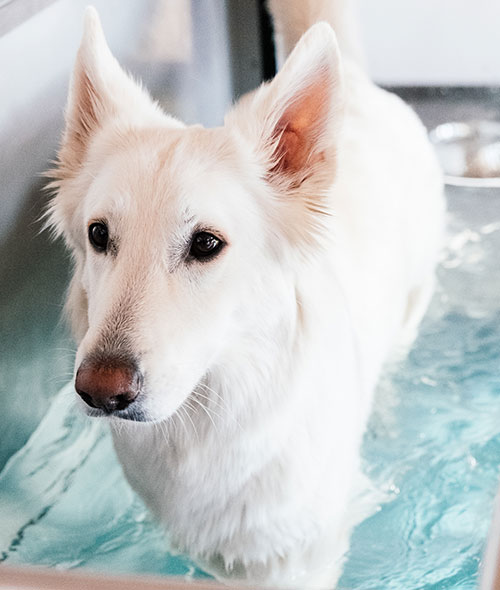 A white dog with pointed ears stands in clear blue water, looking slightly to the side. The background shows part of a metal tub, suggesting the dog is being bathed or is in a grooming area.