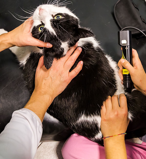 A black and white cat is held gently by two people while another person uses a handheld laser therapy device on its back. The cat looks up with wide eyes.