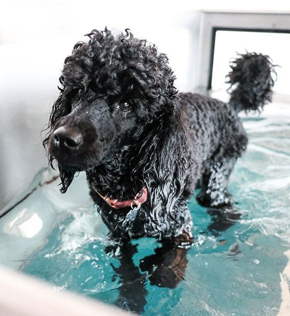 A wet black poodle with curly fur stands in a shallow pool of water, looking slightly to the side. The dog wears a red collar and its fur is soaked, with some reflected light on the water’s surface.