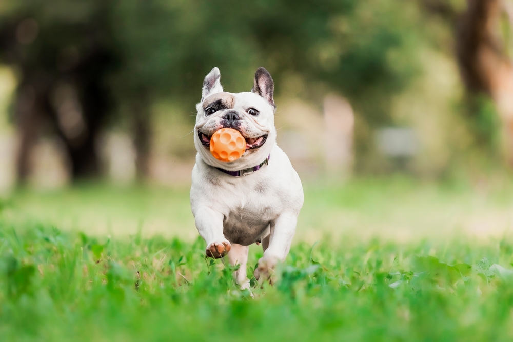 A French bulldog runs on grass with an orange ball in its mouth, looking happy. The background is blurred, showing green trees and bright outdoor light.