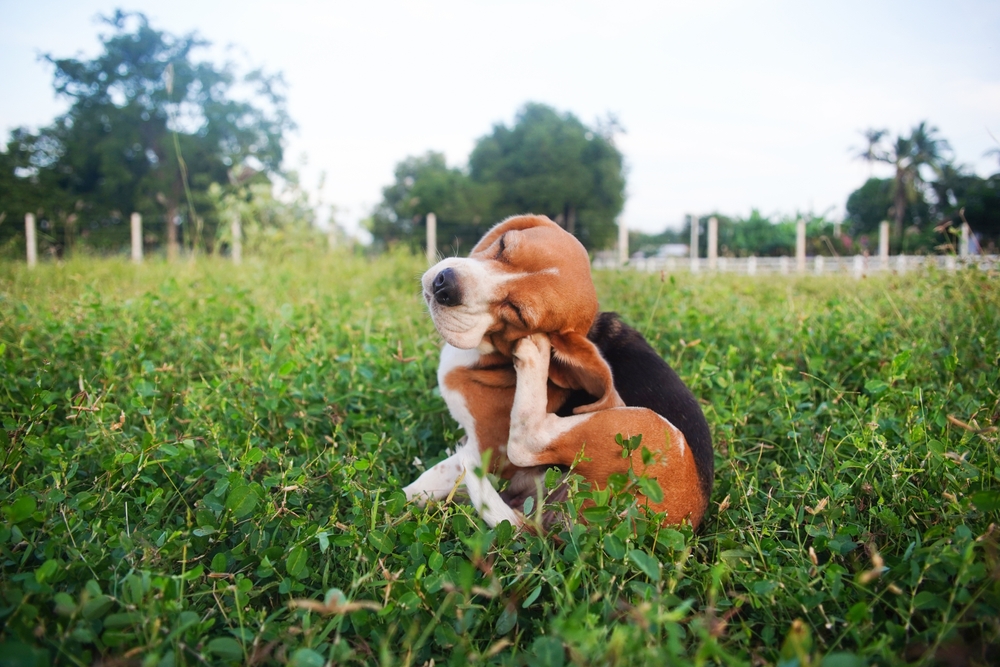 A brown, black, and white beagle puppy sits in green grass, scratching its ear with a hind leg. Trees and a fence are visible in the blurred background under a blue sky.