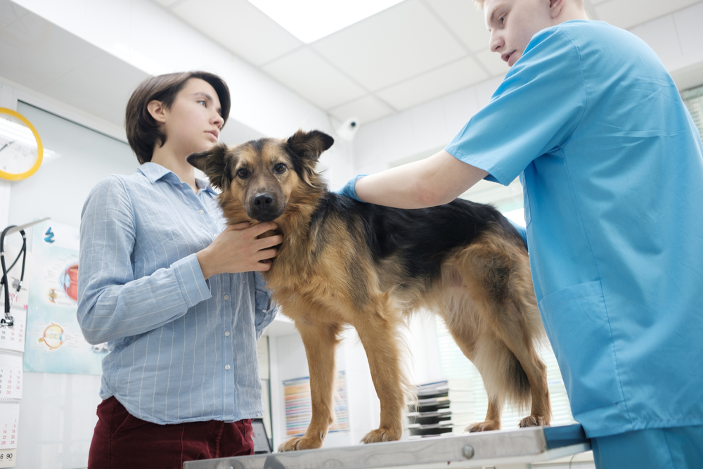 A veterinarian examines a brown and black dog standing on an exam table while a woman gently holds the dog's neck, in a brightly lit veterinary clinic.