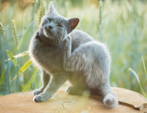 Grass Awns: What They Are and Why They’re Dangerous for Pets