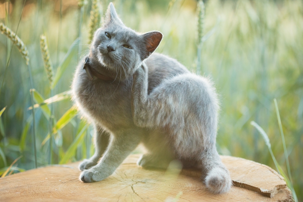 A gray cat sits on a tree stump in a grassy field, raising its hind leg to scratch its head with a paw, eyes partly closed in contentment.