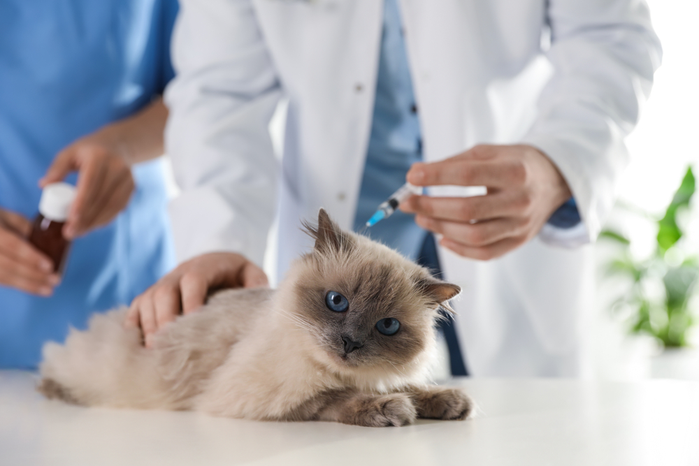 A fluffy cat lies on an exam table while a veterinarian in a white coat prepares to give it an injection. Another person stands nearby holding a medicine bottle.