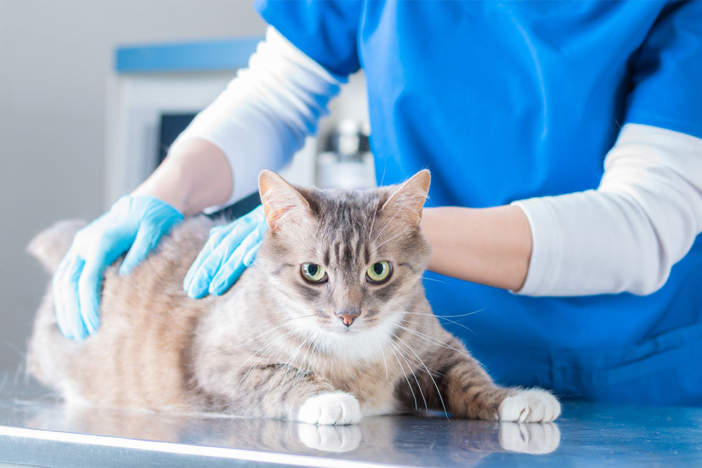 A grey and white cat lies on a metal table while a person in blue scrubs and gloves gently examines its back, suggesting a veterinary checkup.