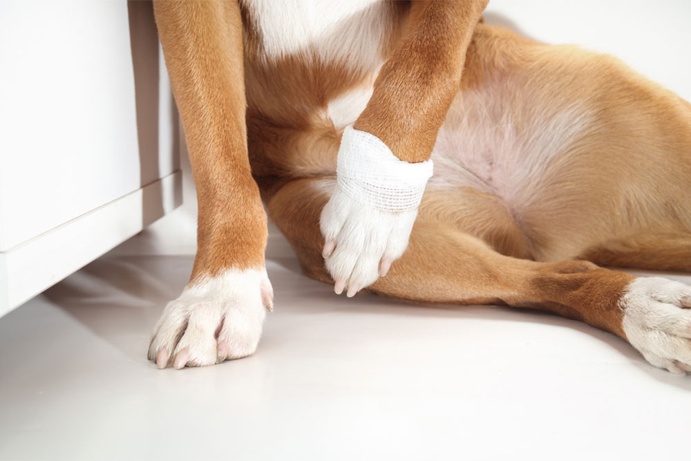 A brown and white dog is sitting on the floor with a bandage wrapped around one of its front legs, indicating an injury. Only the dog's legs and part of its body are visible.