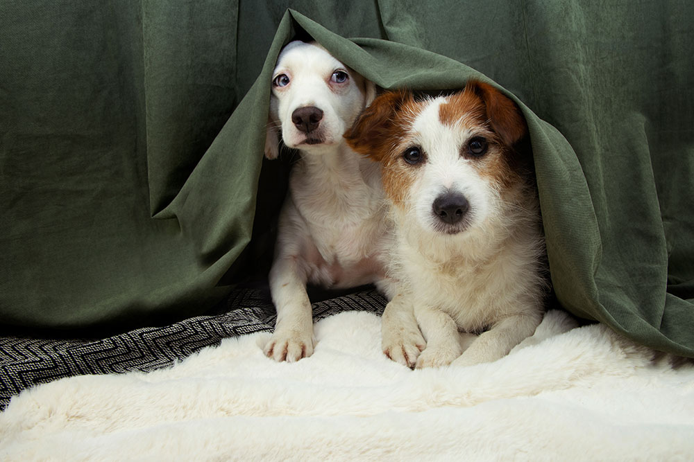 Two small dogs lay side by side under a green blanket, peeking out while resting on a soft, white surface. One dog has white fur with brown patches on its face, and the other has mostly white fur with light brown spots.