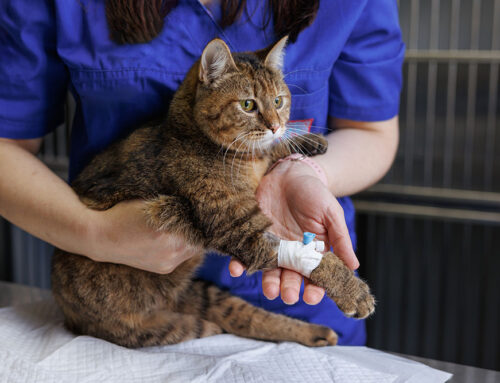 Common Puppy and Kitten Emergencies: Recognizing and Handling Urgent Issues