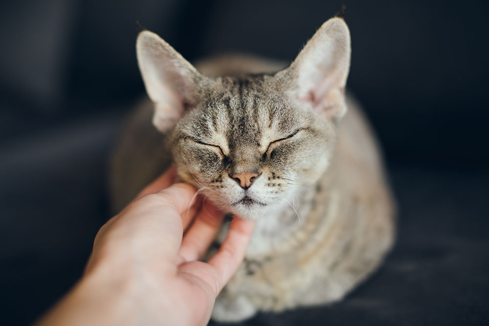 A person gently scratches the chin of a relaxed, gray tabby cat with closed eyes, showing contentment. The background is softly blurred.