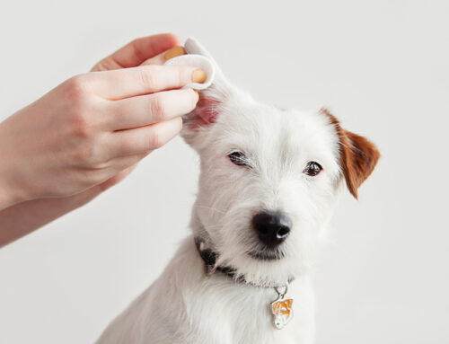 Ear Infections in Dogs: How to Prevent and Treat Recurring Issues