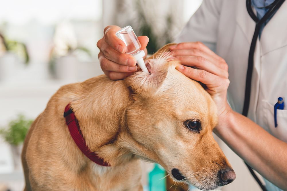 A veterinarian administers ear drops to a light brown dog wearing a red collar. The dog's ear is gently held open while the vet applies the medication, suggesting an ear treatment or checkup.