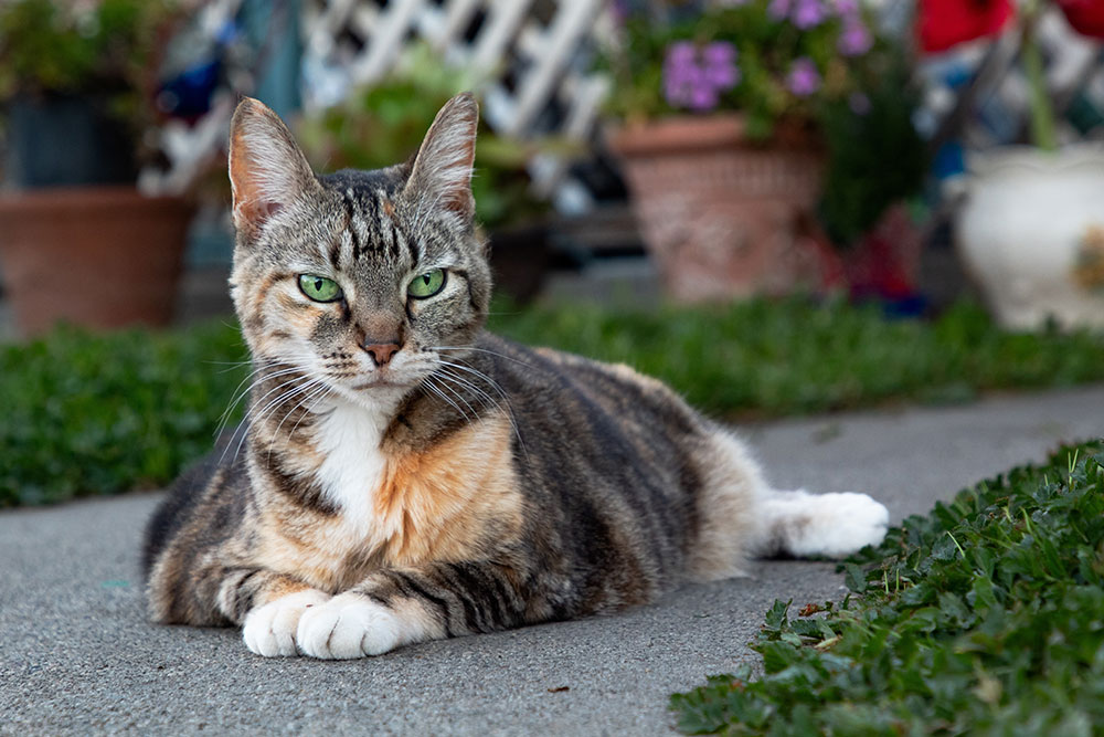 A tabby cat with green eyes and white paws lies on a concrete path in a garden, surrounded by green grass and potted plants, looking directly at the camera.