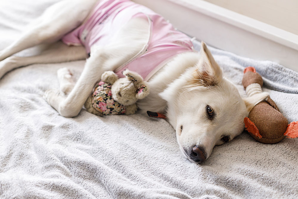A white dog wearing a pink shirt lies on a gray blanket, resting its head near a plush toy and cuddling another stuffed animal.