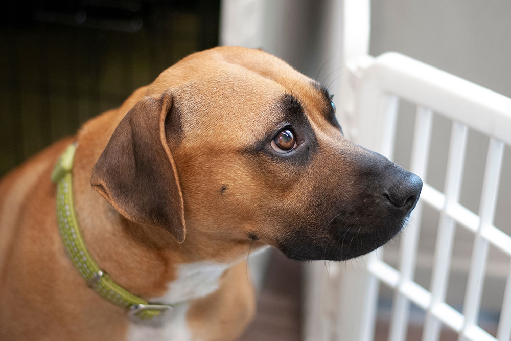 A brown dog with a black snout and green collar looks to the right, standing near a white baby gate indoors.