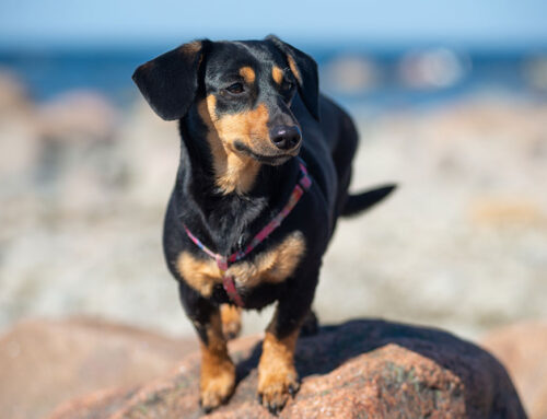 Body Condition Score: How to Score and Why It Matters