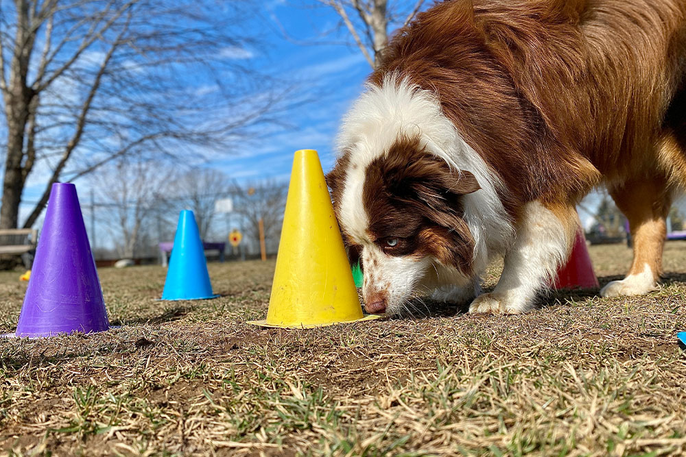 A brown and white dog sniffs the ground among colorful plastic cones on a grassy field under a blue sky with bare trees in the background.