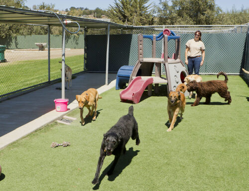 Dog Daycare: What to Ask, Vaccine Requirements, and Safety