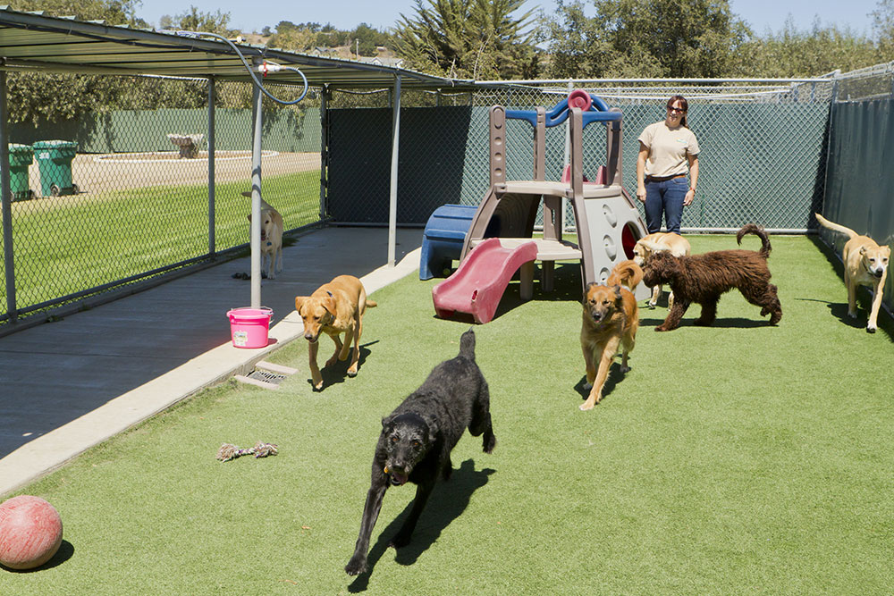 A group of dogs play on artificial grass in a fenced outdoor area with playground equipment, while a person stands nearby supervising. A ball and chew toy are also visible on the ground.